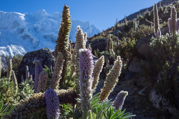 Hermosas flores en las montañas de la Cordillera Huayhuash, Perú, América del Sur