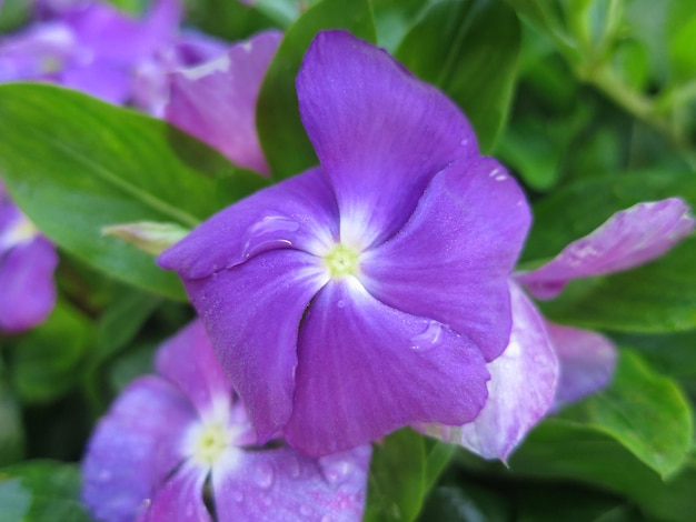 Hermosas flores moradas están floreciendo en el jardín