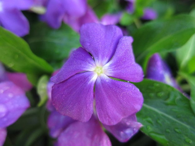 Hermosas flores moradas están floreciendo en el jardín