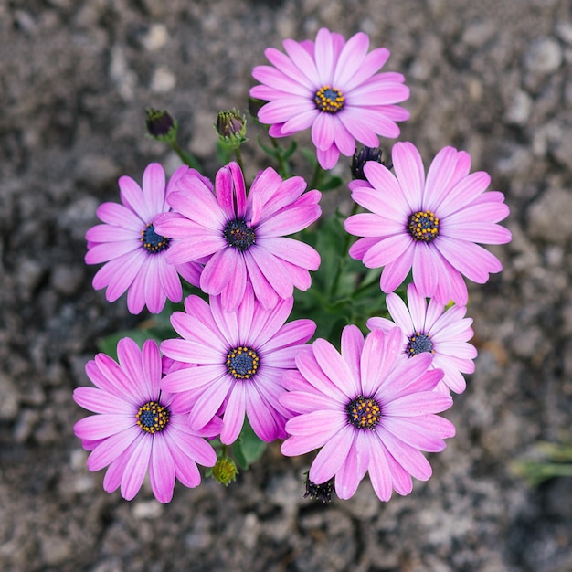 Hermosas flores moradas de ostespermum en el jardín de verano