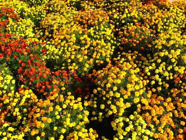 Hermosas flores de motley y tagetes de terciopelo