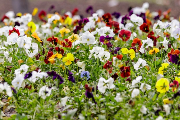 Hermosas flores multicolores en el campo de flores