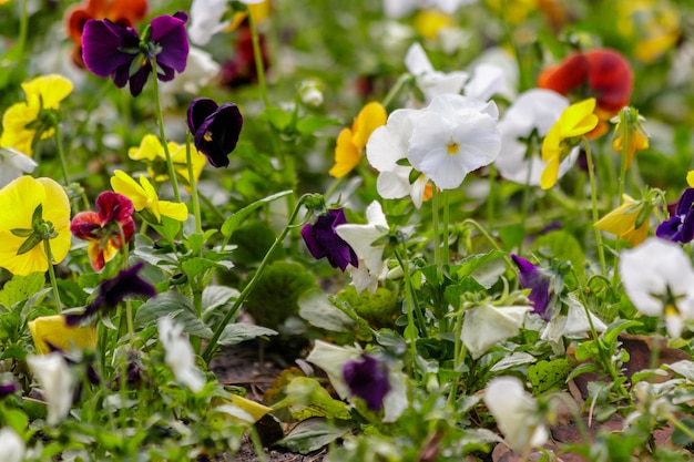 Hermosas flores multicolores en el campo de flores