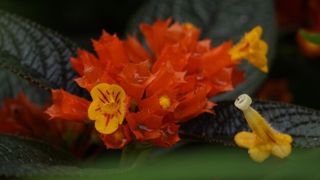 Foto hermosas flores naranjas y amarillas en el jardín.