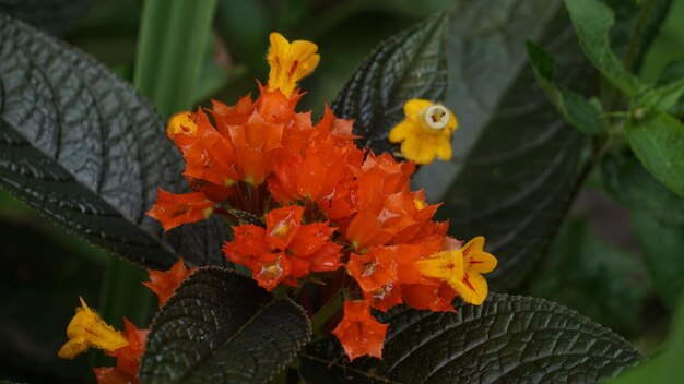 Hermosas flores naranjas y amarillas en el jardín.