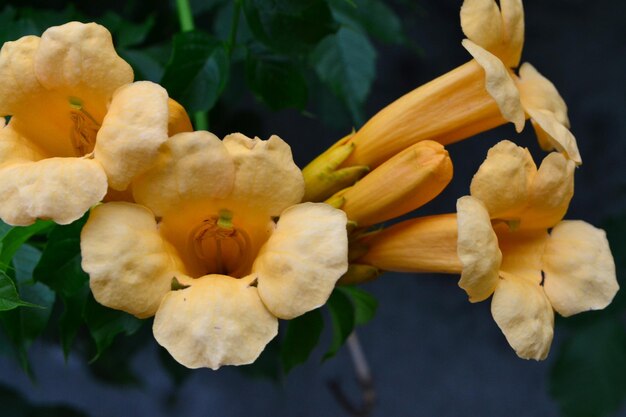 hermosas flores naranjas en los arbustos