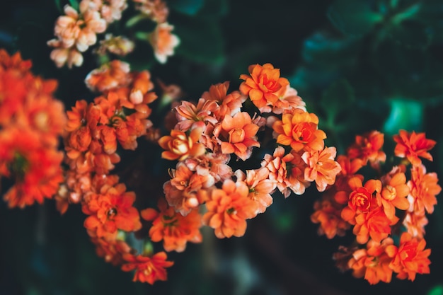 Hermosas flores naranjas