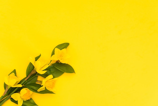 Hermosas flores de narciso amarillo floreciente