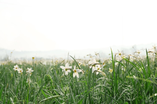 Hermosas flores de narciso en la pradera