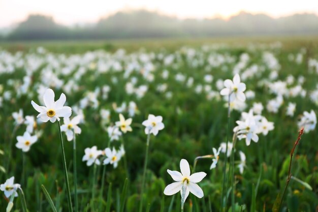 Hermosas flores de narciso en la pradera