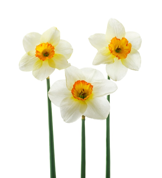 hermosas flores de narcisos frescos,