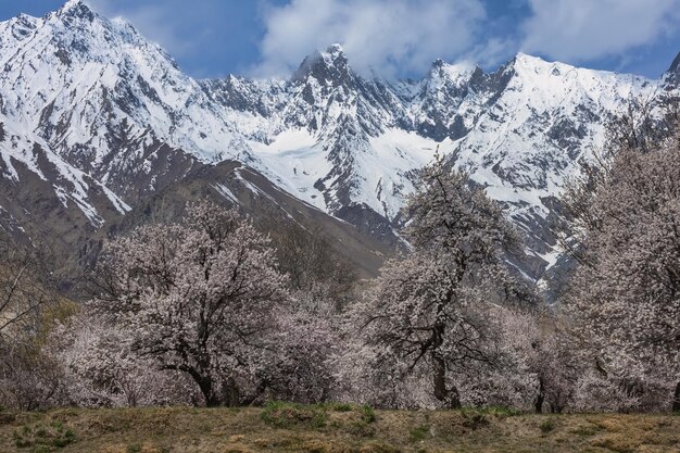 Foto hermosas flores naturales hermosa naturaleza como el paraíso en el norte de pakistán