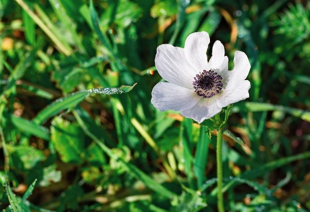 Hermosas flores en la naturaleza de Israel