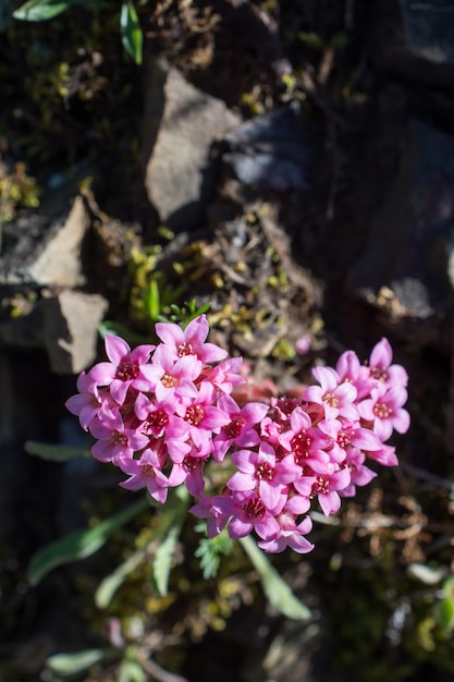 Hermosas flores en la naturaleza