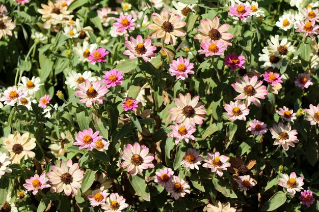 Hermosas flores en la naturaleza