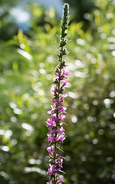 Hermosas flores en la naturaleza