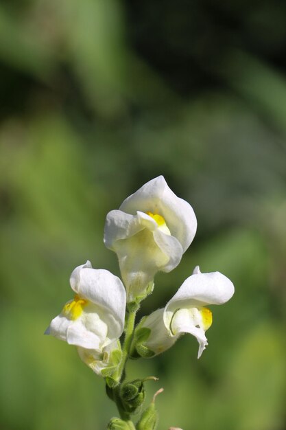 Hermosas flores en la naturaleza