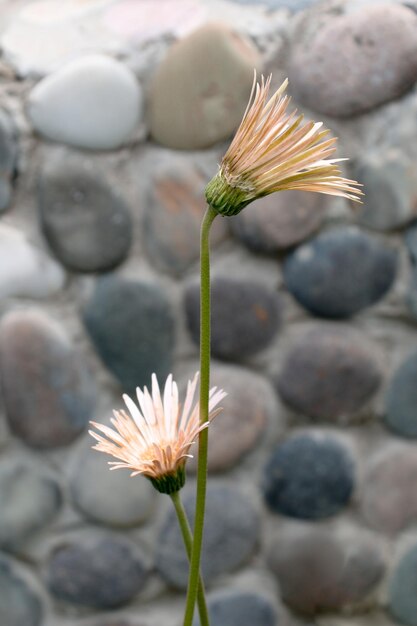 Foto hermosas flores en la naturaleza