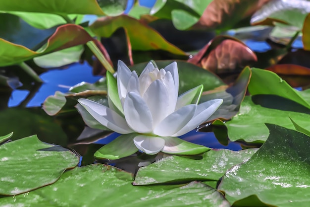 Hermosas flores de ninfeo en la naturalezaFlores de agua