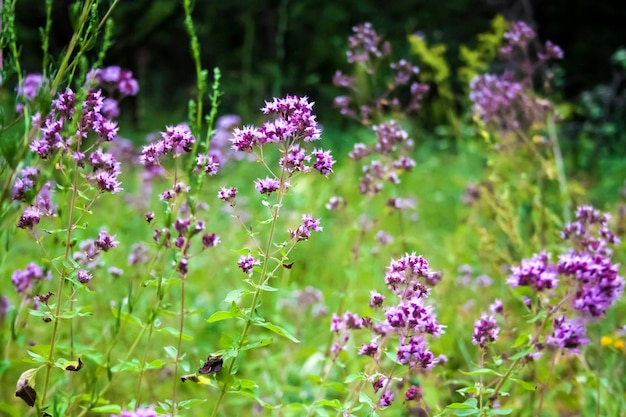 Hermosas flores de orégano en un prado de verano