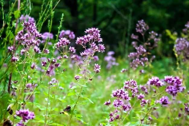 Hermosas flores de orégano en un prado