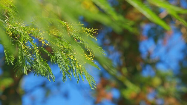 Hermosas flores de oro amarillo árbol de mimosa amarillo mimosa flores de primavera marcha de flores de mimosa