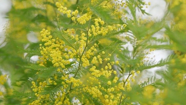 Hermosas flores de oro amarillo árbol de mimosa amarillo mimosa flores de primavera marcha de flores de mimosa