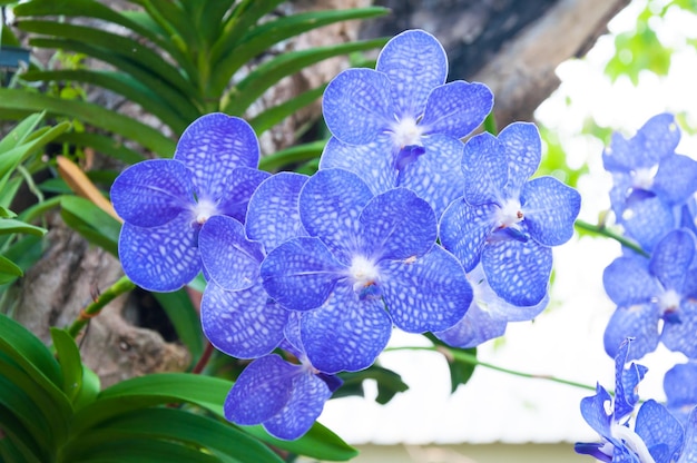 Hermosas flores de orquídea azul Hybrid Vanda están floreciendo en el jardín