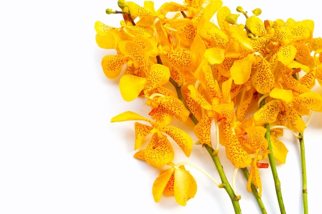 Hermosas flores de orquídeas amarillas sobre fondo blanco.