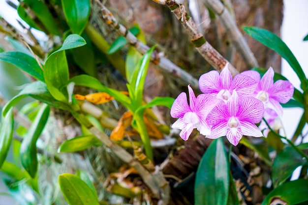 Hermosas flores de orquídeas en el árbol