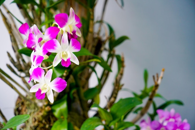 Hermosas flores de orquídeas en el árbol