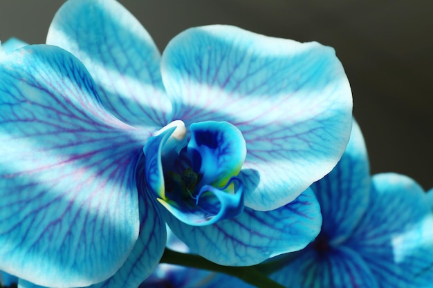 Hermosas flores de orquídeas azules de cerca