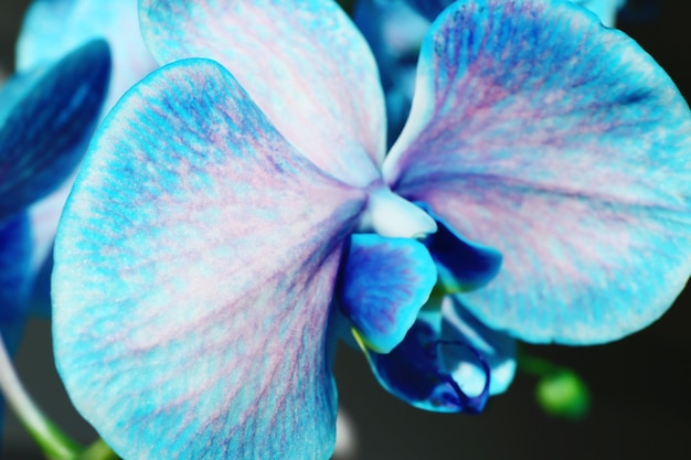 Hermosas flores de orquídeas azules de cerca