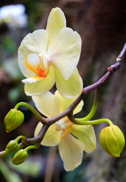 Hermosas flores de orquídeas blancas. Fotografía macro compuesta con considerable profundidad de nitidez.