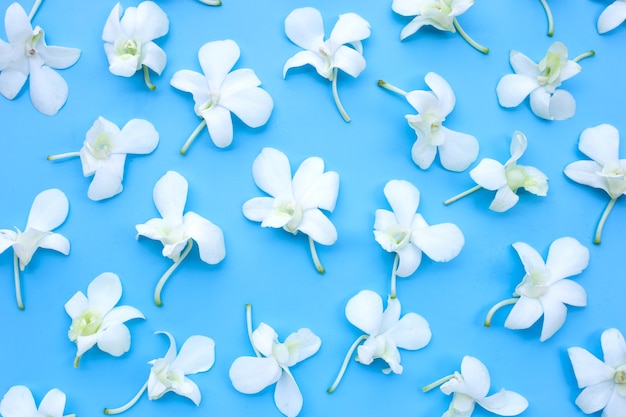 Hermosas flores de orquídeas blancas sobre fondo azul.