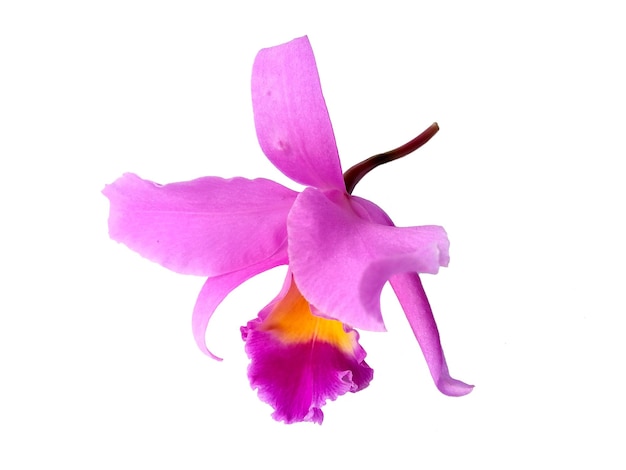 Hermosas flores de orquídeas Cattleya púrpura aisladas sobre fondo blanco