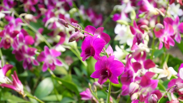 hermosas flores de orquídeas en el jardín