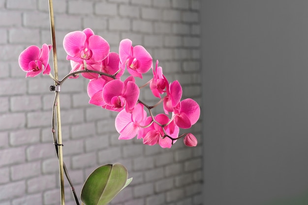 Hermosas flores de orquídeas moradas en una rama colgando en el aire