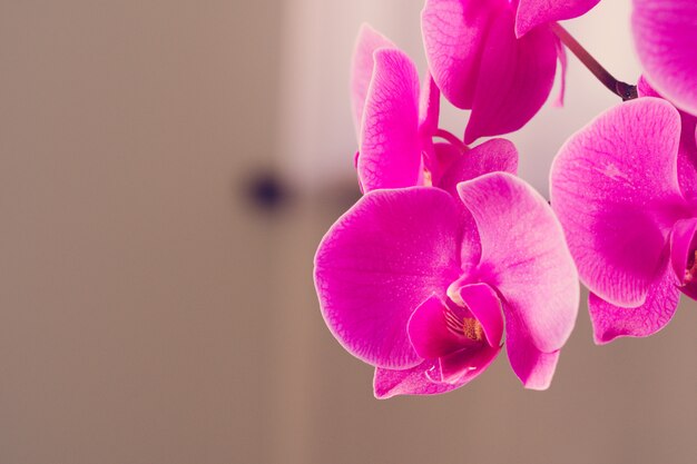 Hermosas flores de orquídeas moradas en una rama colgando en el aire