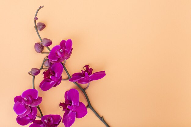 Hermosas flores de orquídeas moradas