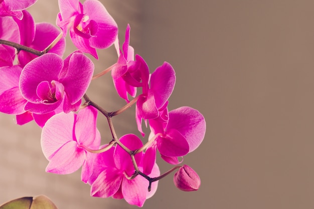 Hermosas flores de orquídeas púrpuras en una rama colgando en el aire