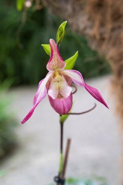 Hermosas flores de orquídeas que crecen en un orquideario bajo condiciones controladas