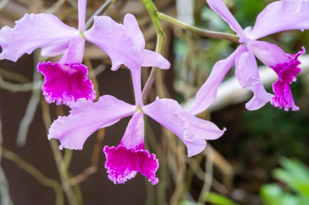 Hermosas flores de orquídeas que crecen en un orquideario bajo condiciones controladas