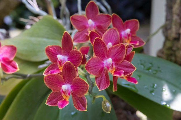Hermosas flores de orquídeas que crecen en un orquideario bajo condiciones controladas