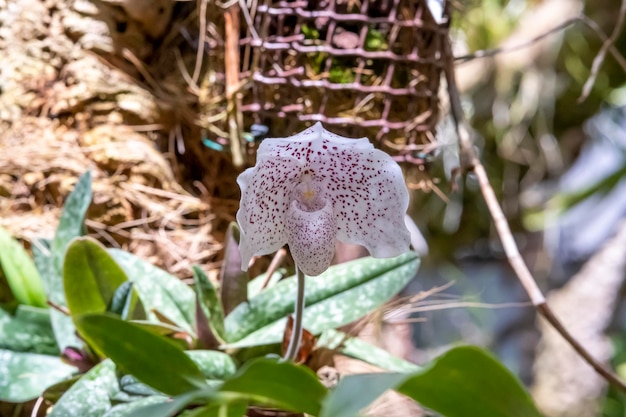 Hermosas flores de orquídeas que crecen en un orquideario bajo condiciones controladas