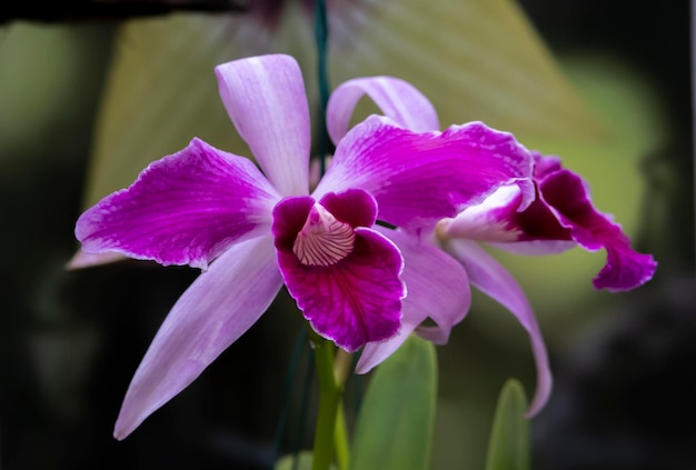 Hermosas flores de orquídeas que crecen en un orquideario bajo condiciones controladas