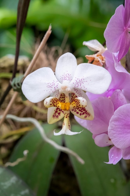 Hermosas flores de orquídeas que crecen en un orquideario bajo condiciones controladas