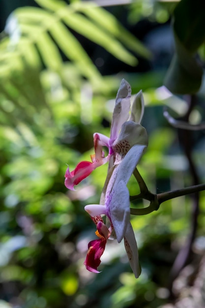 Hermosas flores de orquídeas que crecen en un orquideario bajo condiciones controladas