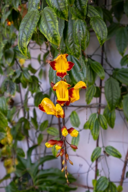 Hermosas flores de orquídeas que crecen en un orquideario bajo condiciones controladas