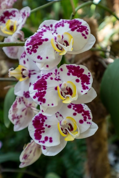 Hermosas flores de orquídeas que crecen en un orquideario bajo condiciones controladas